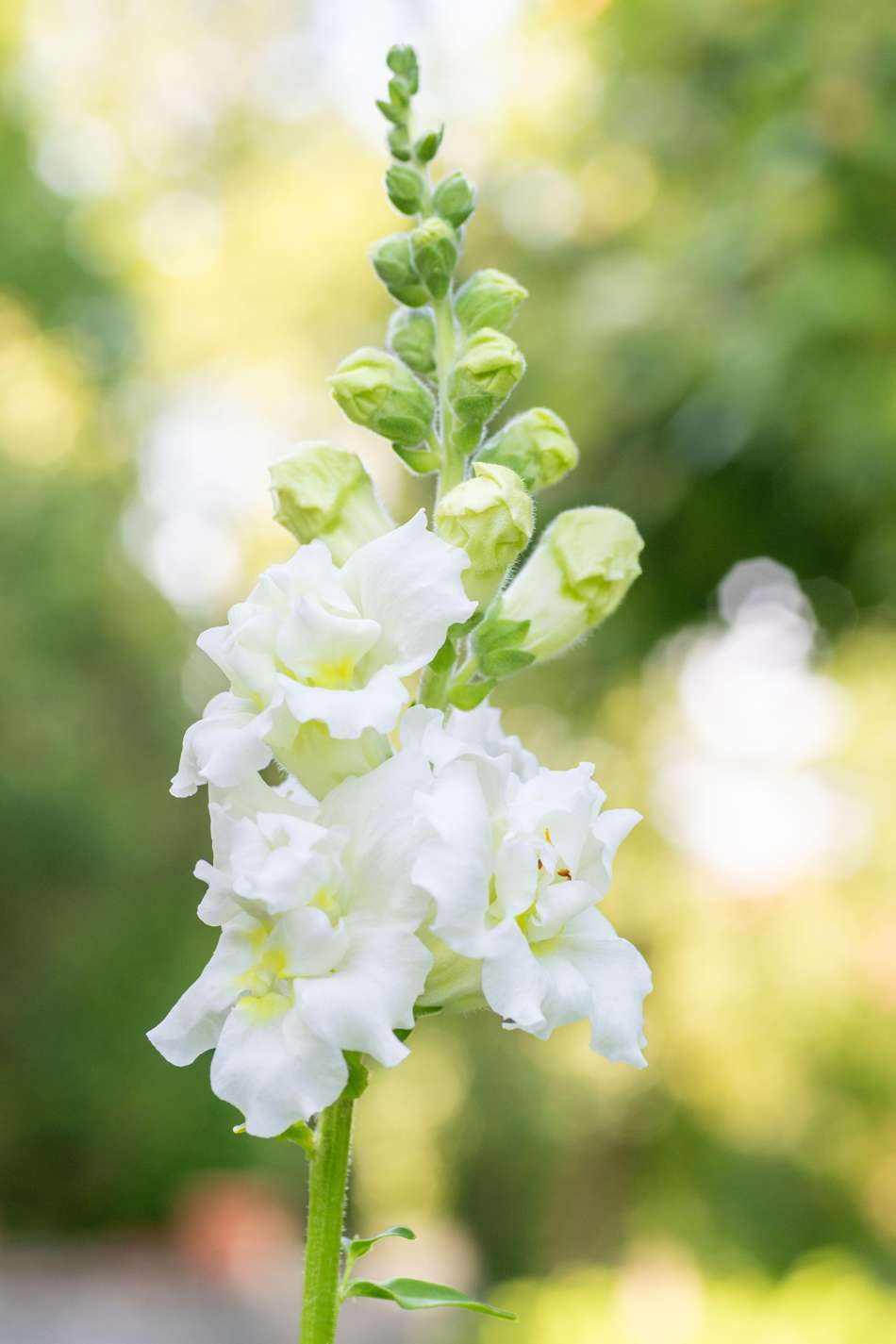 Lejongap 'Madame Butterfly Ivory' (frö)